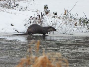 Zima w Spalskim Parku Krajobrazowym, <p>wydra</p>